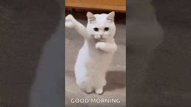 танцующий котик🐱❤😂😂