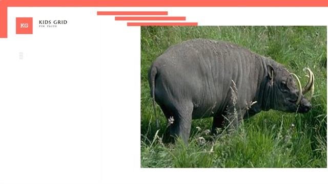 Babirusa facts  weird animals intrusting information for kids
