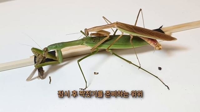 내가 돌보던 사마귀가 드디어 거대한 알을 낳았습니다. 사마귀 채집부터 짝짓기 산란까지 과정