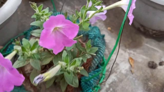 कैसे पाये पिटुनिया से ढेर सारे फूल | Petunia care Part 2