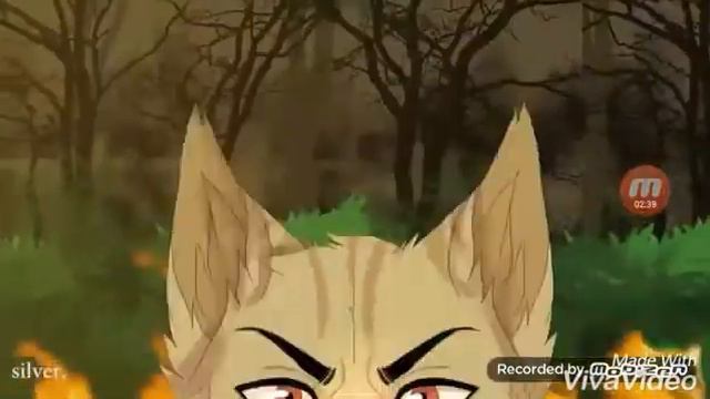 Коты воители-время