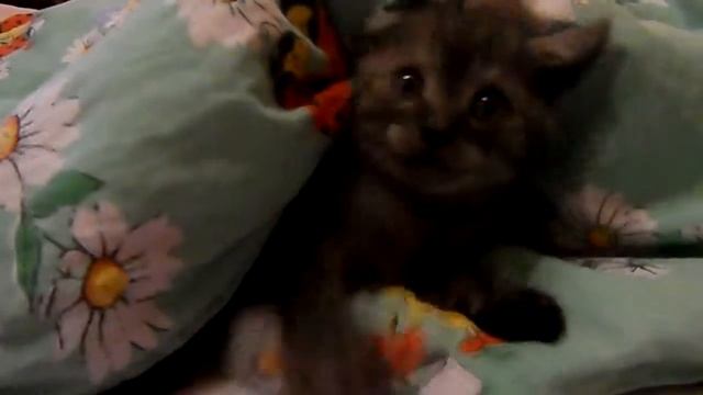 Morris sees the camera for the first time :D