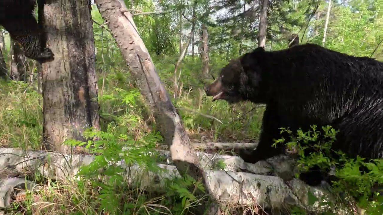 Медведи в другом лесу.