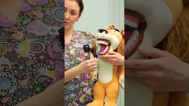Как проходит прием у детского стоматолога