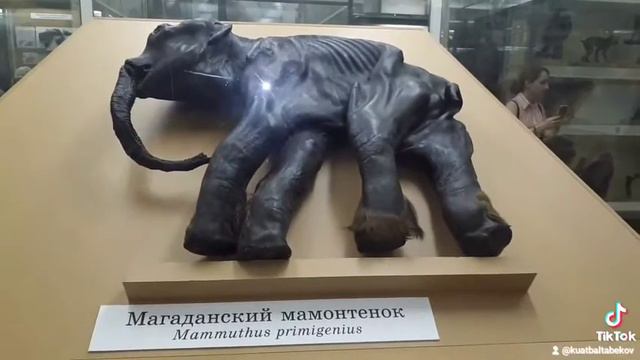 Музей зоологии. г Санкт Петербург.