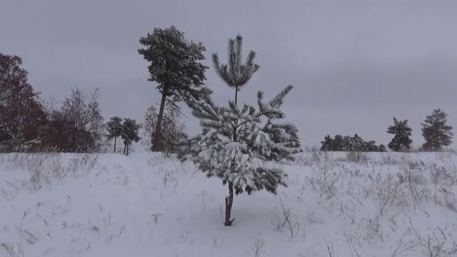 Сказка зимнего леса.mp4