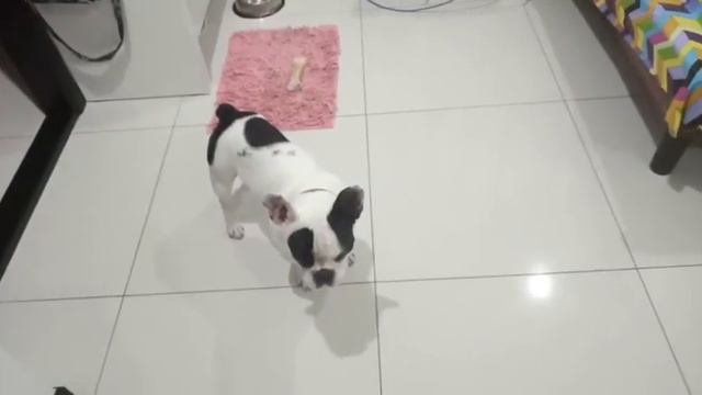 Ленивый бульдожка