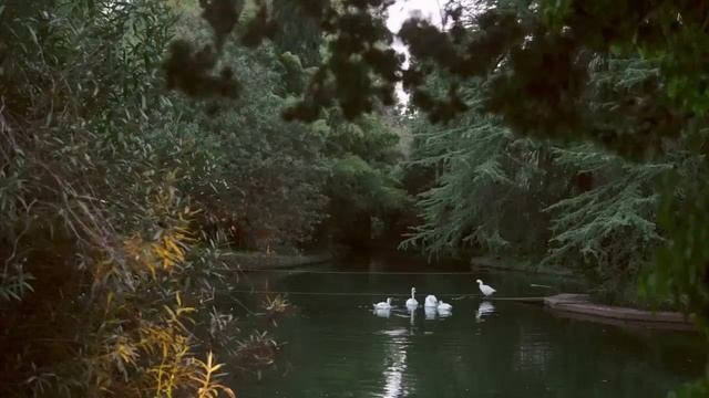 Swans And Relax Music - Very Suitable For Rest, Relaxation, Meditation, Sleep