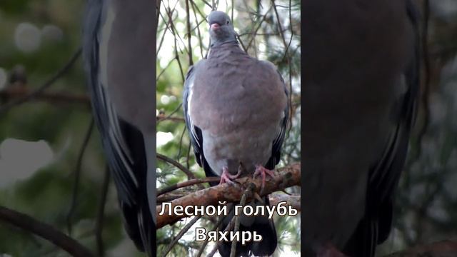 Вяхирь сидит на дереве