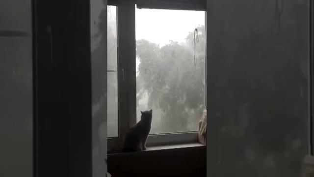 Кошка смотрит в окно за ураганом