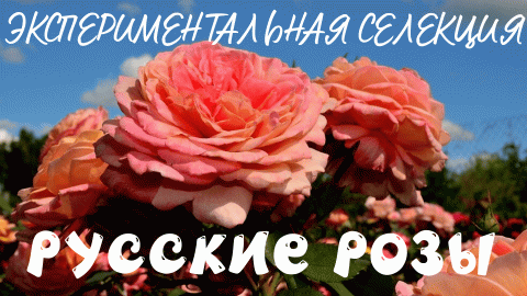 Русская парковая роза!