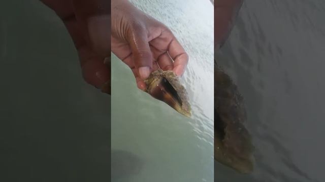 Honeymoon island catching hermit crabs