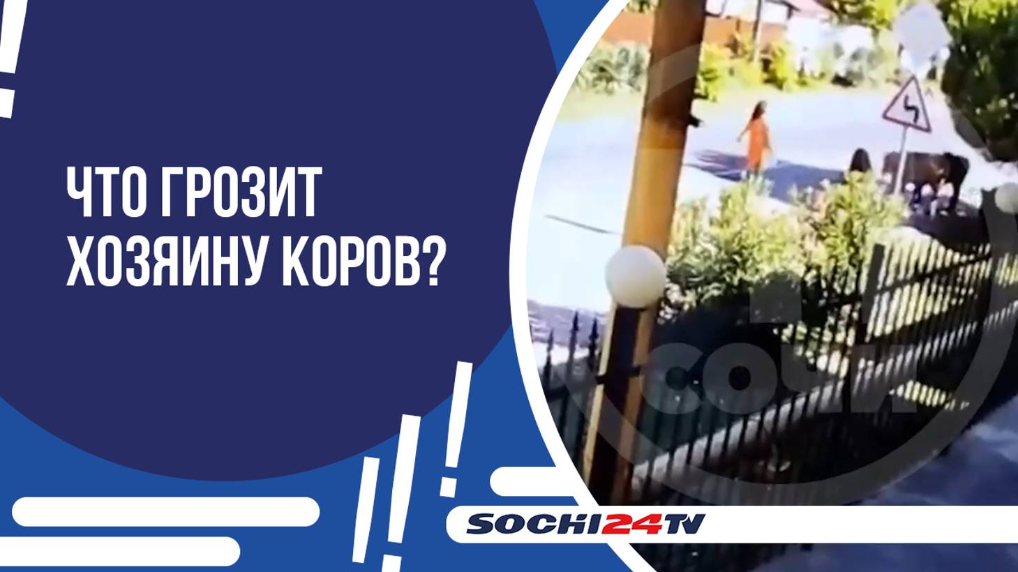 ПОЛИЦИЯ СОЧИ ОРГАНИЗОВАЛА ПРОВЕРКУ ПОСЛЕ НАПАДЕНИЯ КОРОВЫ НА ЖЕНЩИНУ