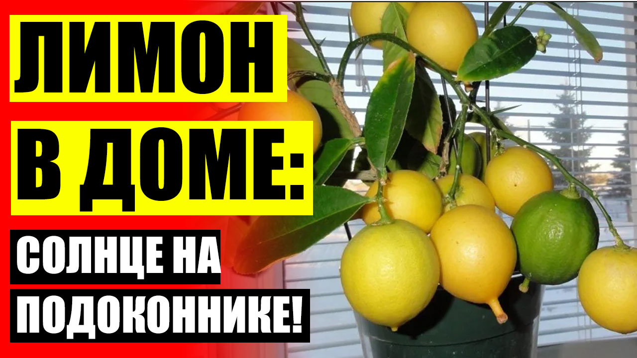 ⚡ Где купить во владимире саженец лимона ⛔