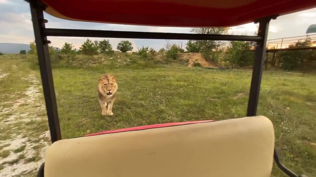 Львы Султан и Гирей ТРЕБУЮТ МЯСА! The lions Sultan and Giray DEMAND MEAT !