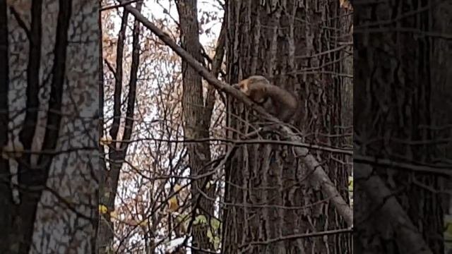 Белка в Воронцовском парке