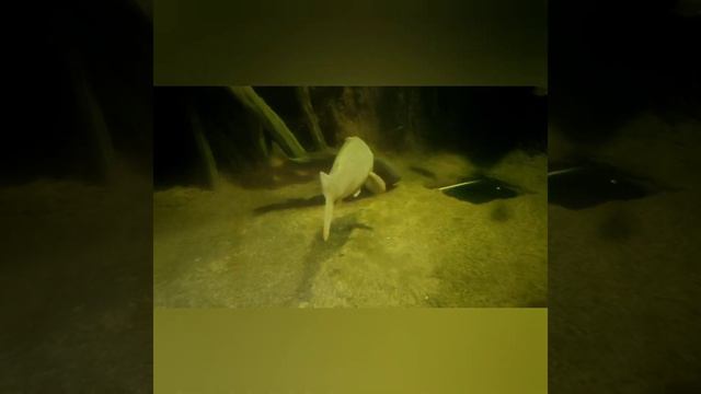 Воронежский государственный заповедник им. Пескова