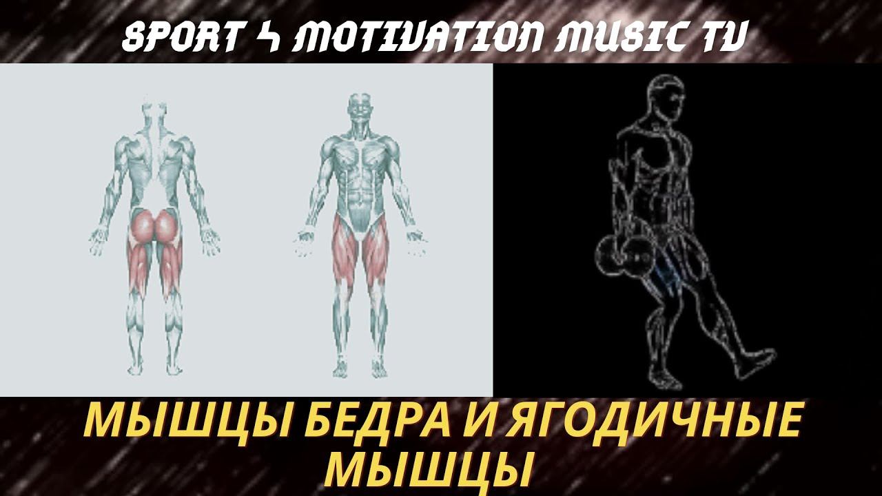 Приседания с гантелями на одну ногу. Техника выполнения.