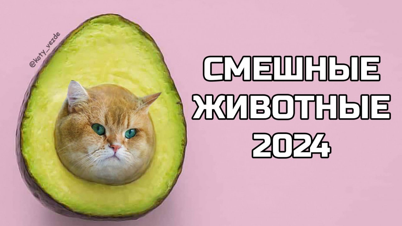 Смешные животные 2024 - попробуй не засмеяться! (№68) котики, котята