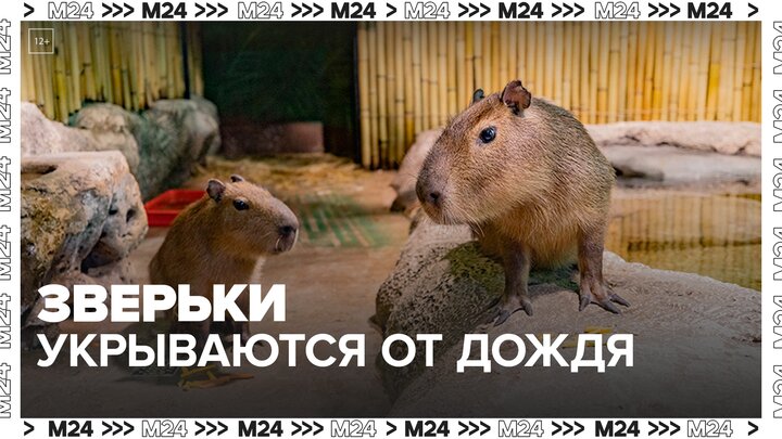 Московский зоопарк показал, как его обитатели укрываются от дождя — Москва 24