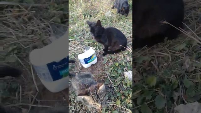 #бездомныеживотные#крым