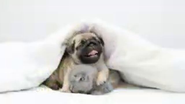 Have the Most Relaxed Cat & Dog! Relaxing Music for Easily Cat & Dog, Help Cat & Dog Sleep!