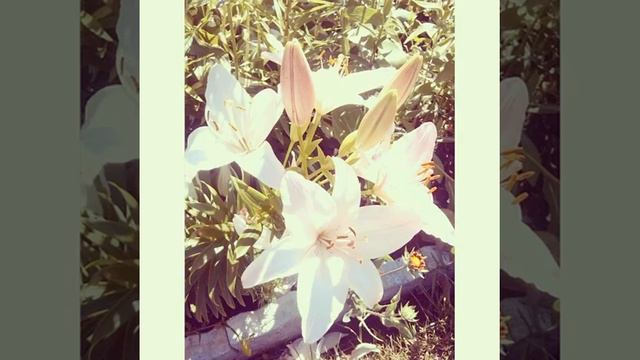 My garden flowers!! #Ilove #nature #flowers #sopretty #gladiolus #hydrangea
