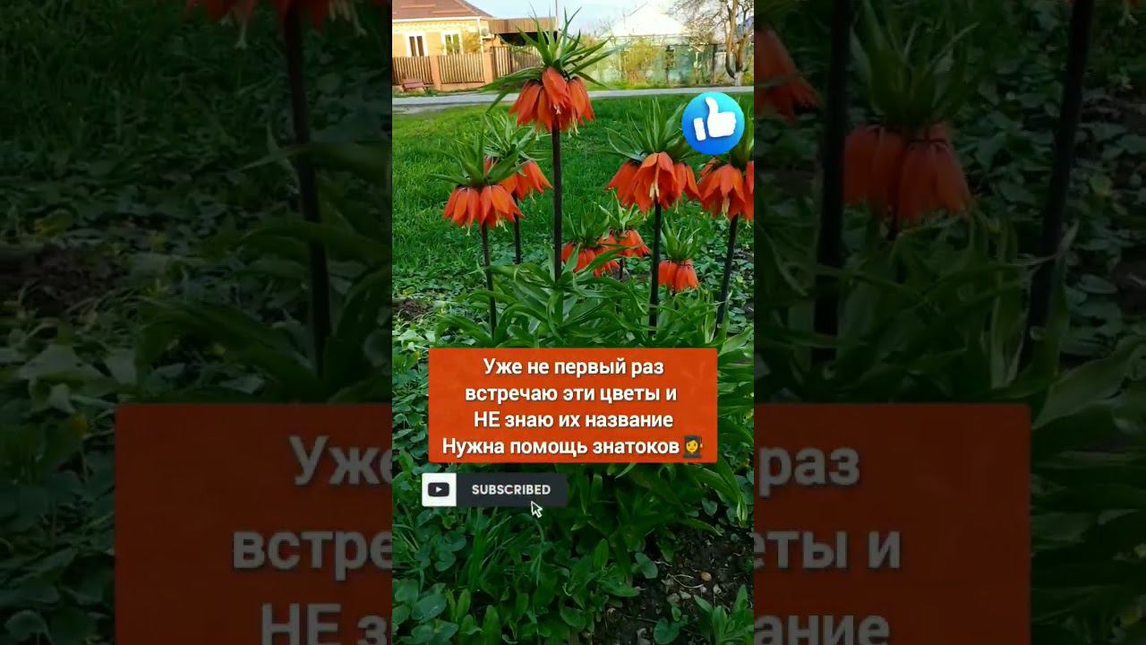 Уже не первый год их встречаю, а название не знаю #жизньнаюге #переезднаюг #кубань