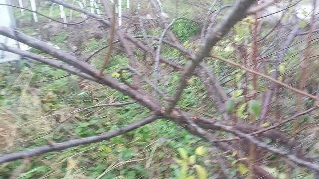 Сломалась шикарная слива