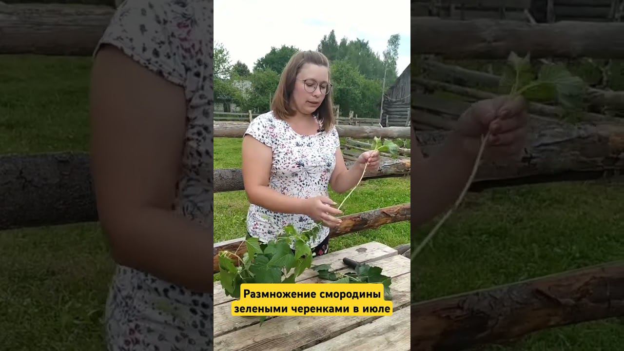 Как размножаю черную  смородину в июле зелеными черенками. #garden #смородина #огород #сад