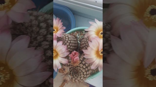 цветение нотокактусов