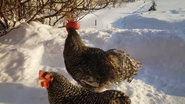 Мехеленская кукушка