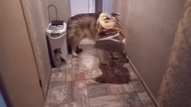 аляскинский маламут Осман
