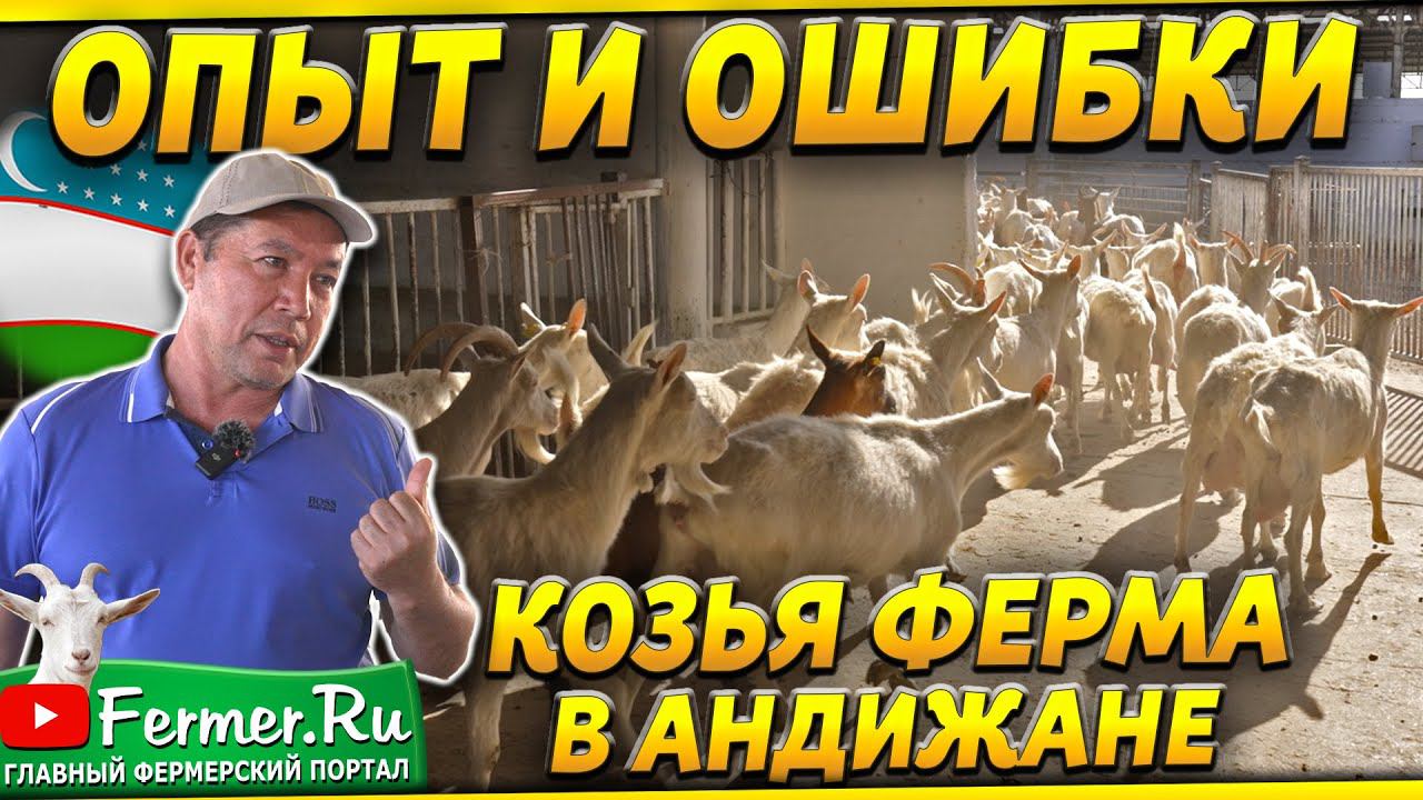 Ферма на 3000 коз. Неунывающий фермер. Доильный зал под навесом. Сыроварня и магазин. Узбекистан