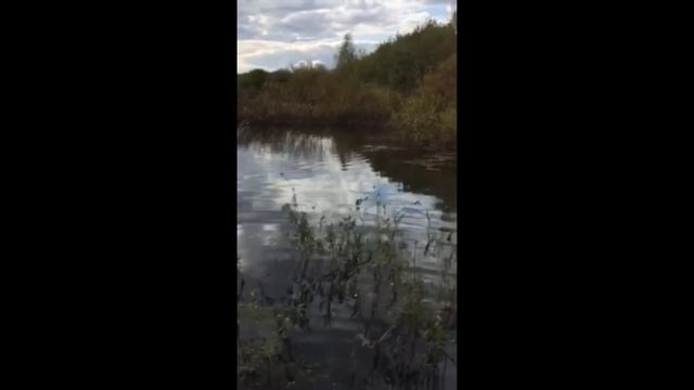 Этюды природы, фото добытой дичи и их рецепты