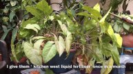 Arrowhead plant care | All about syngonium plant |Syngonium plant care |Syngonium propagation | Soi
