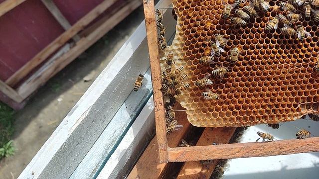 Пчёлы - проводим осмотр