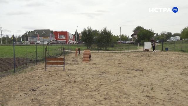 Шарпей Софи оценила собачий пляж