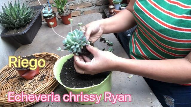 Echeveria chrissy Ryan trasplante 2022