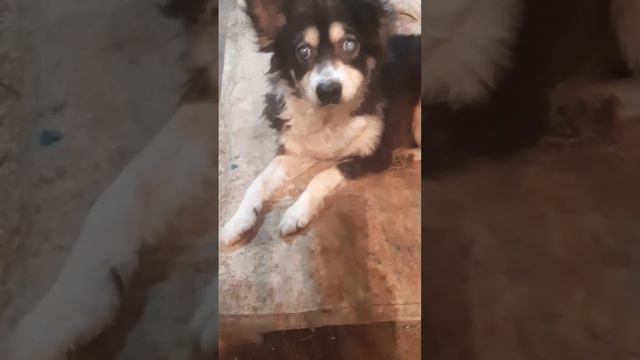 Слепенькая манюня.