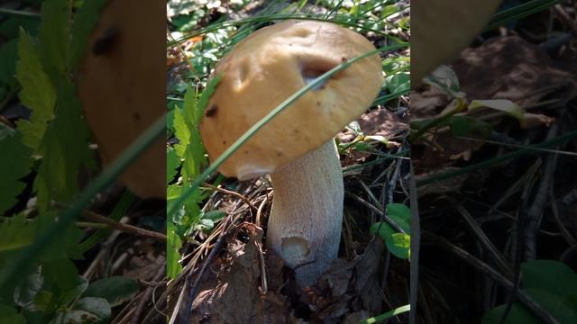 Лето-23.До чего же прекрасна наша мать-природа