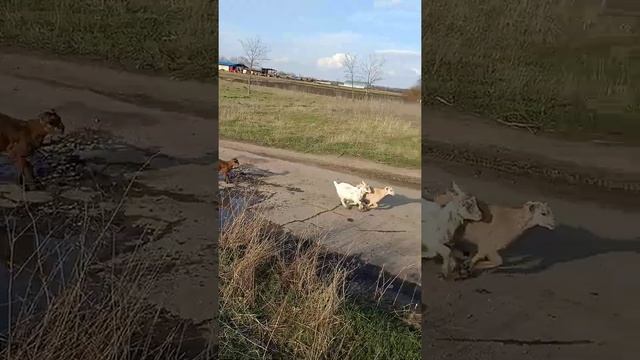 Дочь Кристина пытается оторваться от толпы козлят часть 1
