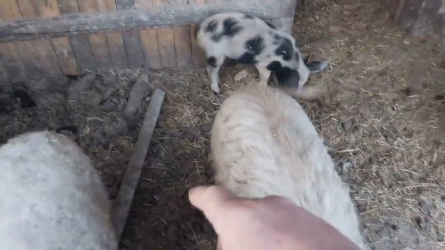 🐖Свиноводство для очень ленивых🐖Хочу дикого кабана.