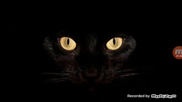 Песня улети на фоне чёрного ката