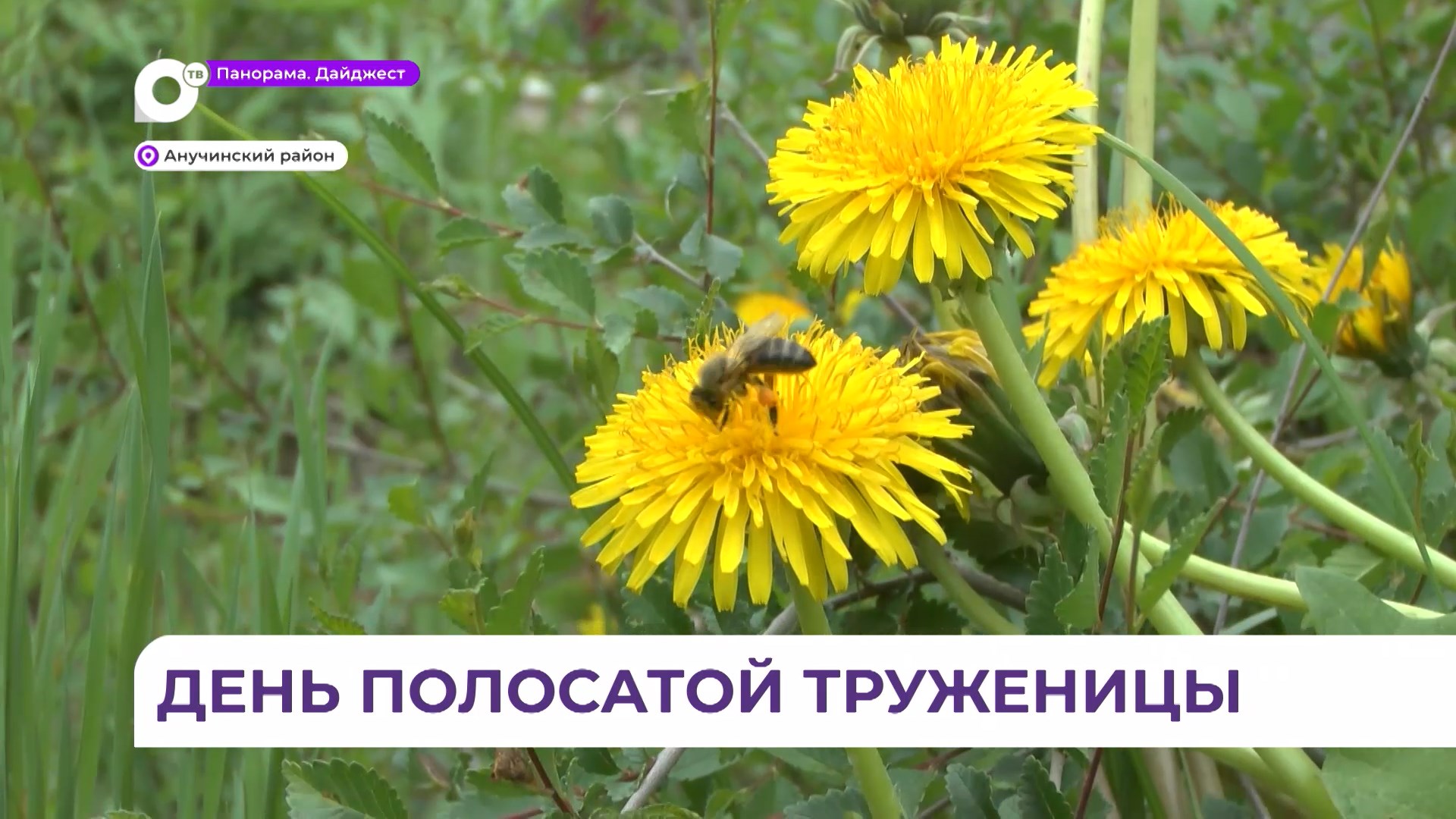 День пчелы отметили в Анучинском районе Приморья