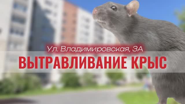 Вытравливание крыс вокруг дома ул. Владимировская, 3а, июнь 2024 г.