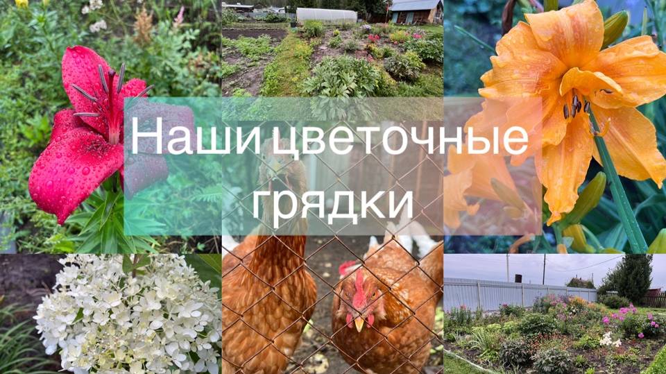 Наши цветочные грядки