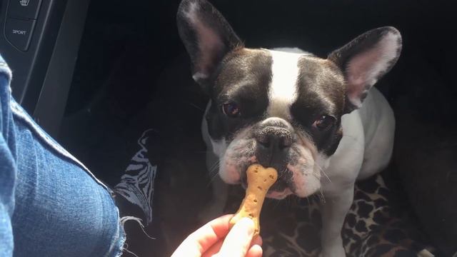 Французский бульдог Жозефина преодолела 1000 км / French bulldog Josephine overcame 1000 km