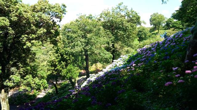 【Цветочный рай, насколько хватает глаз】 Посетите сад спящих лилий - JAPAN in 4K