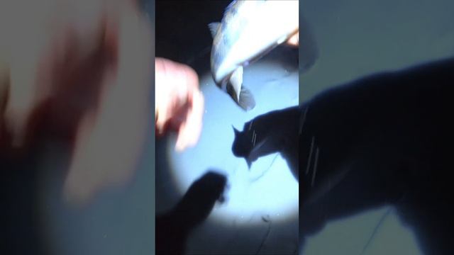 Размер не важен, главное на что!